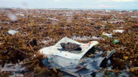 Una tortuga descansa sobre un envoltorio de aluminio en una costa de Roatán.