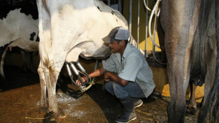 Los productores de leche están negociando un incremento L1.50, el cual no será compartido con las plantas industriales.