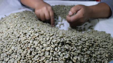 El café encabeza la lista de productos hondureños de mayor exportación en 2023.