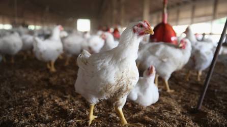 Hasta el momento no existen reportes de casos sospechosos en<b> </b>granjas avícolas, afirmaron las autoridades sanitarias.