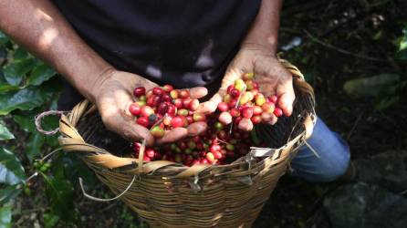 El café es el producto agrícola que más divisas le genera a Honduras.