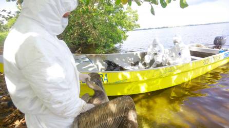 <b><span class=mln_uppercase_mln>Enfermedad.</span></b> La mayor parte de las aves que se encuentran muertas están en Puerto Cortés, La Ceiba y Trujillo.<span class=mln_uppercase_mln> </span>