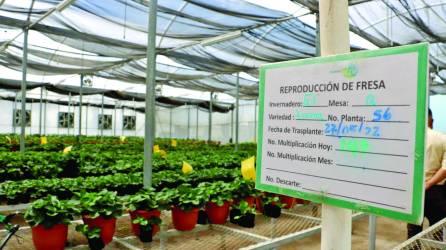 Al menos 60,000 plantas se producen en los viveros de la SAG en Intibucá. Se busca incorporar variedades con derechos de producción en la zona de Intibucá. La producción se caracteriza por tamaño y dulzura.
