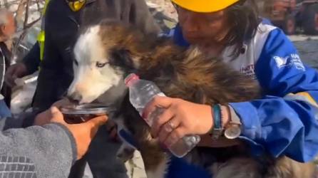 El perro Aleks fue entregado a la asociación turca de protección animal Haytap tras su milagroso rescate.