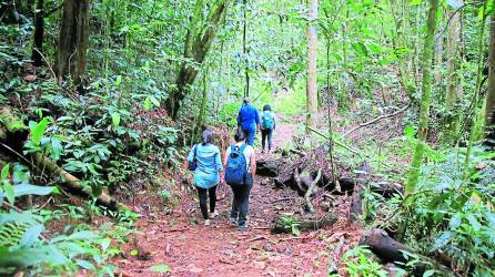 La cobertura forestal de Honduras es de aproximadamente el 56%.