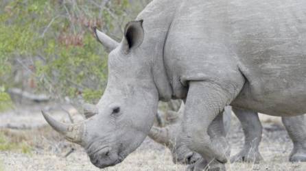 El número de rinocerontes disminuyó a causa de los cazadores furtivos desde los años 1970.