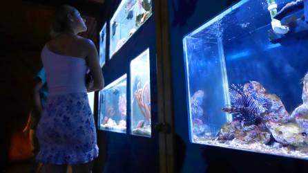 En el Acuario Marino de Tela, el visitante podrá apreciar de manera gratuita diferentes tipos de peces, como el pez León, entre otros. Asimismo varias especies de moluscos, crustáceos y otros invertebrados. También se exhiben ene l lugar distintos tipos de mangle que se encuentran en Honduras.