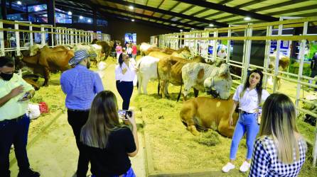 Una de las ferias más disfrutadas por los hondureños es la ganadera, industrial y comercial del Agas en junio. Foto: Melvin Cubas.