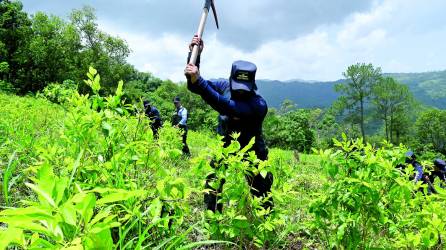 <b>Las Fuerzas Armadas y los cuerpos antinarcóticos mantienen una lucha permanente contra el narcotráfico en el país.</b>