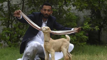 El criador Mohammad Hasan Narejo muestra las orejas de su cabrito Simba, en Karachi, el 6 de julio de 2022.