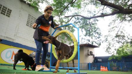 Los perros aprenden con mucho amor, disciplina y recompensa.