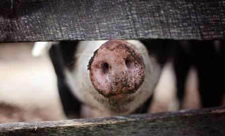 El hondureño, víctima del furioso cerdo, está fuera de peligro, informaron las autoridades médicas del centro asistencial olanchano.