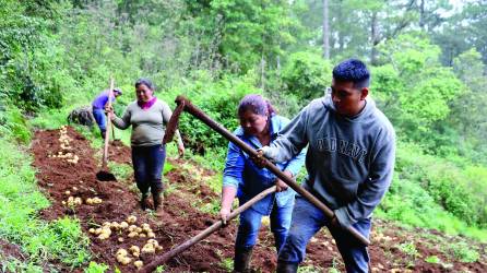 La semilla para el cultivo de patatas es importada de Holanda, Canadá y Estados Unidos.