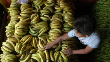 Autoridades han detectado la presencia de al menos dos enfermedades en los bananos ticos.