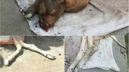 Una vaca dio a luz a dos animales con 'cara de cerdo o perro' en el municipio de San José de Colinas, departamento de Santa Bárbara, zona occidente de Honduras.