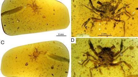 El crustáceo es reconocible al instante que se ve el ámbar de hace 100 millones de años.