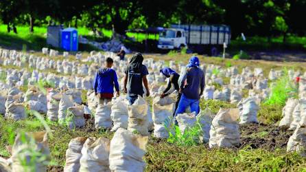 <b>La producción nacional se ha visto afectada con la falta de mano de obra. Foto: Melvin Cubas.</b>