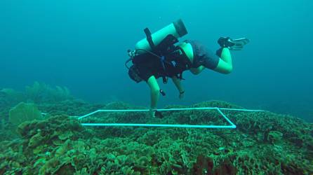 Un científico en uno de los arrecifes coralinos de la bahía de Tela. Todos los años, entre junio, julio y agosto, investigadores de universidades de Estados Unidos y Europa se sumergen en el mar de Tela.