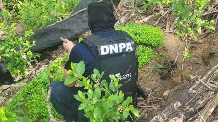 Un agente de la DNPA inspecciona el terreno donde se encontró arbustos de hoja de coca en Santa Bárbara, Honduras.