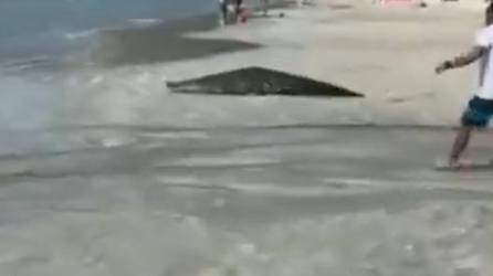 Video: Enorme cocodrilo sorprende a turistas en playa
