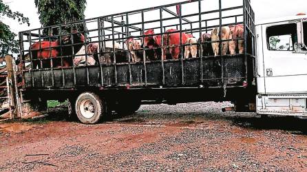 <b><span class=mln_uppercase_mln>hecho.</span></b> Más de 20 hombres a bordo de seis camiones llegaron al rancho Lima Corral para llevarse el ganado que estaba asegurado.