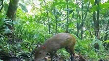 Honduras forma parte del paisaje de Mesoamérica.