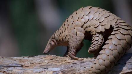 Un pangolín indio (Manis crassicaudata) en la Reserva de Tigres de Kanha, Madhya Pradesh, India.