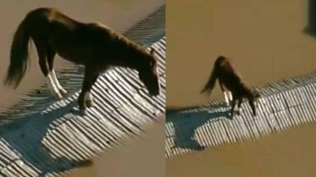 Capturas de pantalla del video donde el caballo esta encima del techo tras las inundaciones en Brasil.