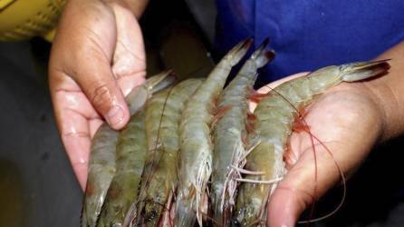 China estaría pagando cuatro dólares por el kilogramo de camarón hondureño.
