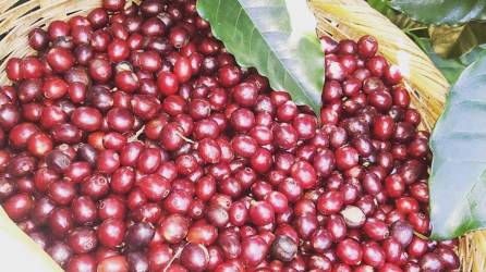 Finca Santa Elena, ubicada en Intibucá, Honduras, donde la naturaleza y el cultivo de café se entrelazan para ofrecer una experiencia única y enriquecedora.