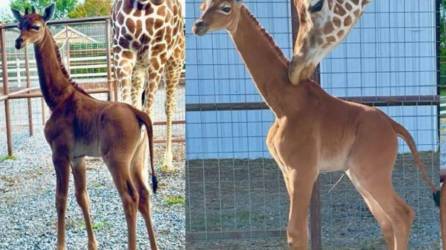 Una tierna y bella jirafa ha acaparado las miradas del mundo tras nacer sin manchas como las demás; esto la hace única en el planeta, nació en un zoológico de Tennessee, Estados Unidos.
