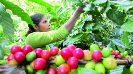 <b>El 30 de septiembre concluye el ciclo cafetero 2023-2024 en Honduras.</b>