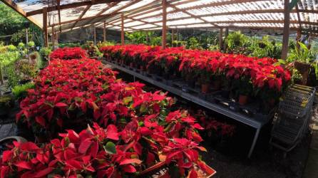 La flor de Pascua o planta de Navidad tiene un fascinante origen de raíces mexicanas y se ha convertido en una de las tradiciones navideñas más importantes.