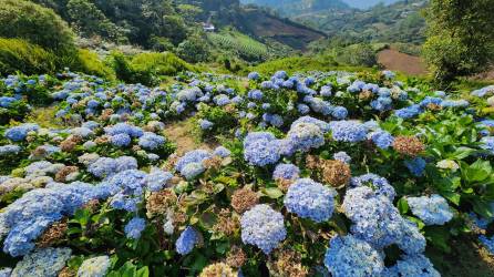 La planta se seca, sus hojas se enrollan y se ponen cafés. Foto: Yoseph Amaya