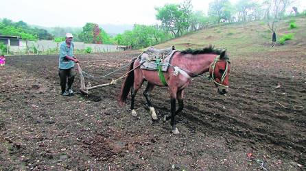 En Honduras se estima que son aproximadamente unos 250,000 productores que siembran maíz y frijol, según datos que maneja la SAG.