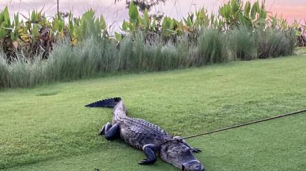 Fotografía muestra al caimán que mordió a un anciano de 79 años en un campo de golf en el condado de Collier, Florida (Estados Unidos).