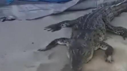 VIDEO: Enorme cocodrilo sorprende a turistas en playa