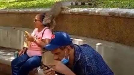 Video: Enorme iguana ataca a mujer en parque