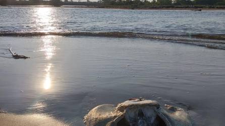 Luego del paso del primer frente frío de la temporada registrado en la semana del 22 de octubre, una mantarraya apareció muerta en la franja donde desemboca el río Cuyamel.