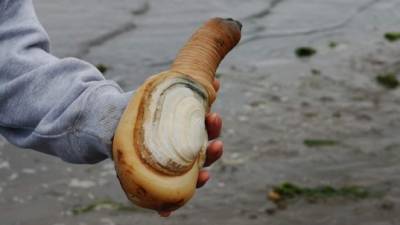 Todos disfrutamos de un buen manjar y un verdadero gurmé no le dice que no a un nuevo sabor. Sin embargo, el arte culinario nos lleva a veces a unos extremos a los que la mayoría no estaríamos dispuestos a ir, sobre todo si se trata de alguno de los miembros de esta lista. Eso sí, los expertos aseguran que, bien cocinados, estos especímenes son deliciosos. Cuéntanos si todavía tienes hambre para cuando llegues al final de la lista, a lo mejor te vuelves vegetariano. ¡Buen provecho!