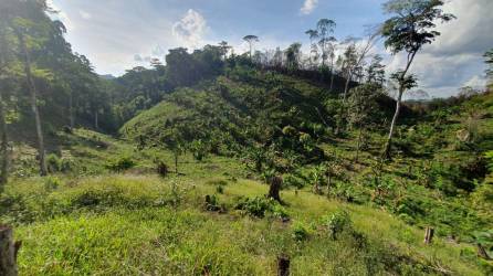 Plantación de hoja de coca localizada por militares hondureños en el departamento de Olancho.