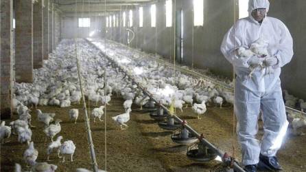 La OMS expresa su preocupación por la transmisión de la gripe aviar al hombre.