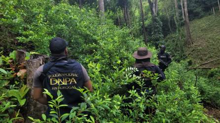 Agentes de la Dirección Nacional Policial Antidrogas (DNPA) ejecutaron el operativo de decomiso y erradicación de las plantas de siembra ilegal en la zona oriental de Honduras.