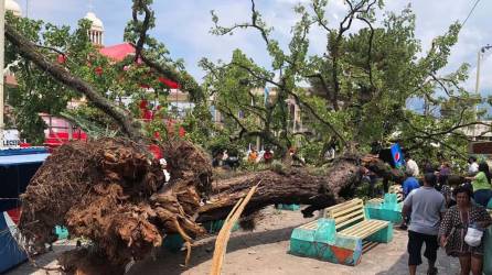 Dos personas sufrieron fracturas al quedar atrapadas bajo el longevo árbol.