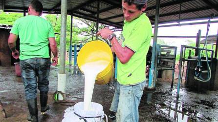 Ganadero vierte la leche que extrajo de una vaca para venderla.