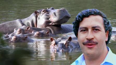 Colombia aplicará la eutanasia a algunos de los 166 hipopótamos del abatido barón de la cocaína Pablo Escobar que se reproducen sin control, informó este jueves la ministra de Ambiente al dar inicio al plan del gobierno para frenar su expansión.