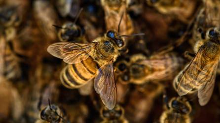 El pasado 13 de noviembre también falleció una ingeniera en Olancho por el ataque de abejas.