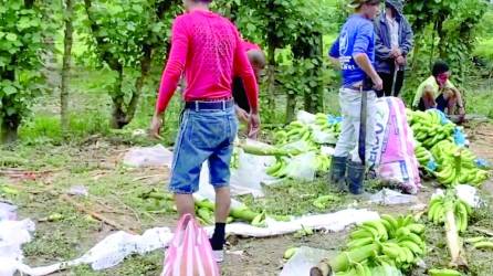 <b>Pérdidas en las fincas de banano en Isletas son cuantiosas por falta de mantenimiento.</b>