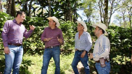 El viceministro de Caficultura, Carlos Murillo y miembros de la Cooperativa Flor del Pino iniciarán la renovación de sus plantaciones de café en Azacualpa, Sensenti, Ocotepeque.