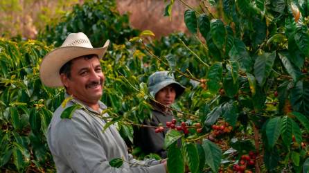 Las regiones cafetaleras de Honduras son conocidas por producir granos de café de alta calidad con perfiles de sabor distintivos.